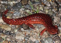 red-salamander-002.jpg