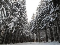 snow-covered-trees-tannenbaum-holiday-valley-11-22-08-large.jpg