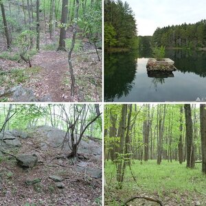 Naugatuck State Forest