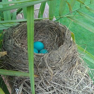 Robin eggs on back deck