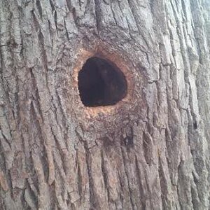 woodpecker_nest.jpg