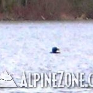 The Resident Loon of Goose Pond