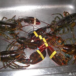 lobster_stoke