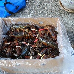 25 lobsters awaiting their bath