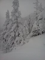 Stowe Mt Mansfield Snowy Trees 3313.jpg