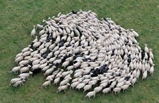 sheep-herd.jpg