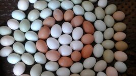 many-eggs-1024x576.jpg