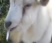 Smoking_Goat.png