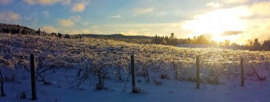 Frozen_Vineyard.jpg