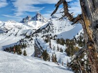 pug gang Grand Targhee tetons.jpg