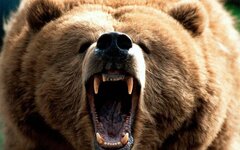 7-Rules-When-Bankers-Face-the-Bear.jpg