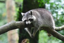 Raccoon-Shutterstock.jpg