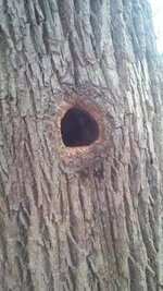 woodpecker_nest.jpg