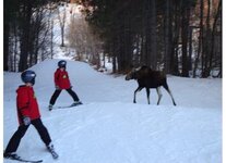 Moose ski photo.JPG