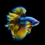 blue-yellow-betta-fish-with-long-tail_25996-6085.jpg