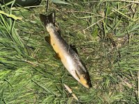 IMG_5894.jpeg