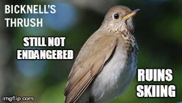 Bicknell's Thrush.jpg