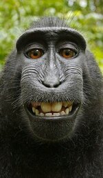 primo monkey selfie.jpg