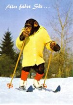 ski-chimp.jpg