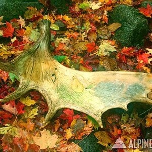 Autumn Moose Antler Shed