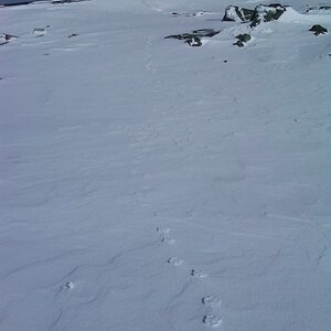 Summit fox tracks in bas relief, above Jacobs Ladder