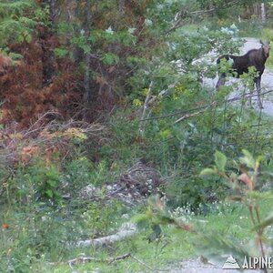 Young bull moose in on side cutting road.