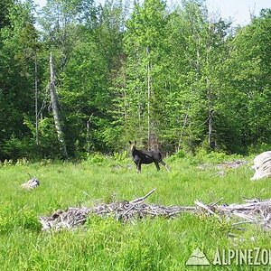 Wed(6/19)..Cow(moose)..lower Farrar Mtn.