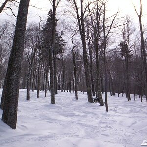 Emerald Forest