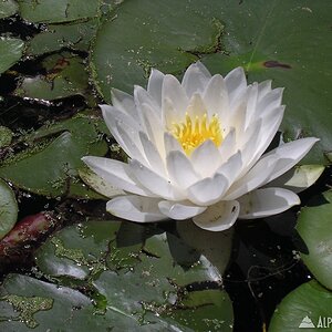 White_Water_Lilly