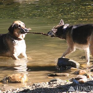 riverdogs1