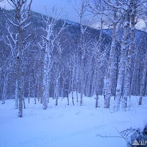 228_High_Country_Glades_-_UNTRACKED_POWDER