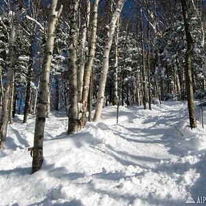 Birches--3/2/08