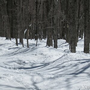 Loose Spruce (South Face)