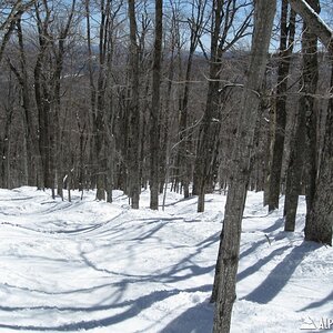 Loose Spruce (South Face)