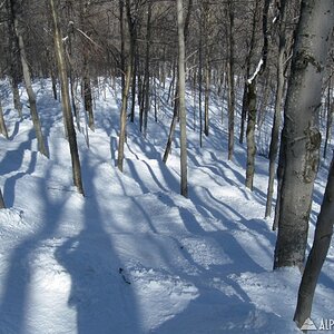 Spring Glades