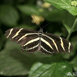 Picture_017