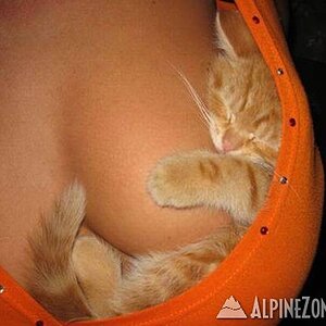cat boob