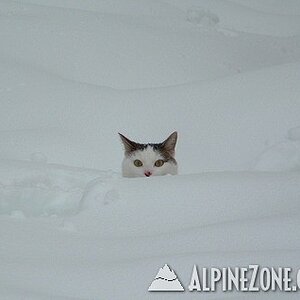 snow_cat