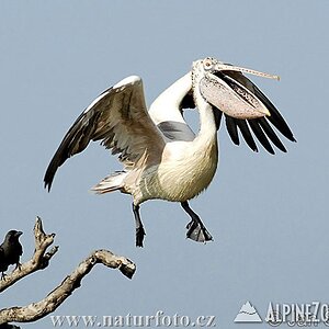 spot-billed-pelican--pelicanus-philippensis-2