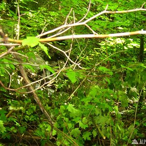 adk_033