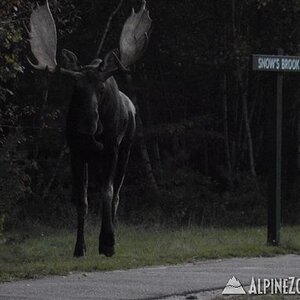 A moose turning off Snows Brook Rd in Waterville Valley.