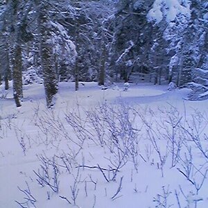 Killington Woods off K-Peak