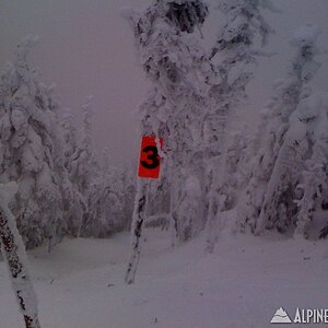 Saddleback - Casablanca Glades