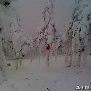 Saddleback - Casablanca Glades