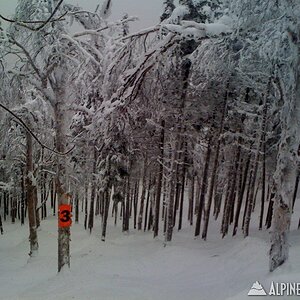 Saddleback - Casablanca Glades