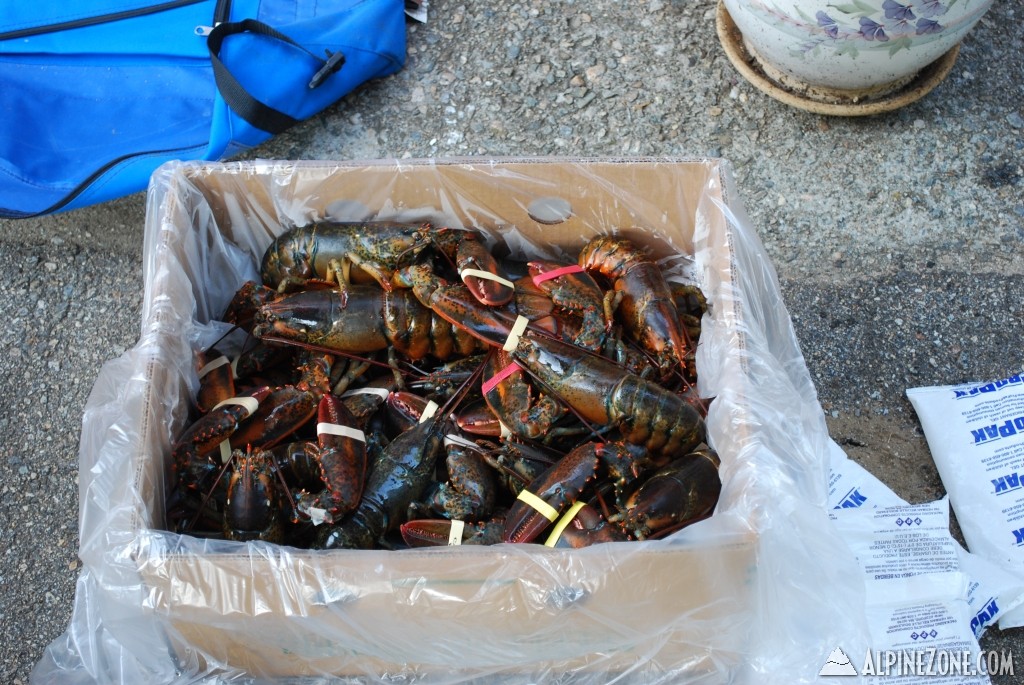 25 lobsters awaiting their bath