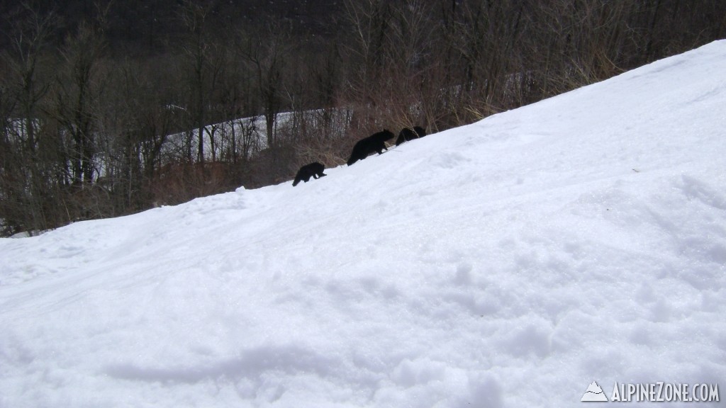 bears on hellgate