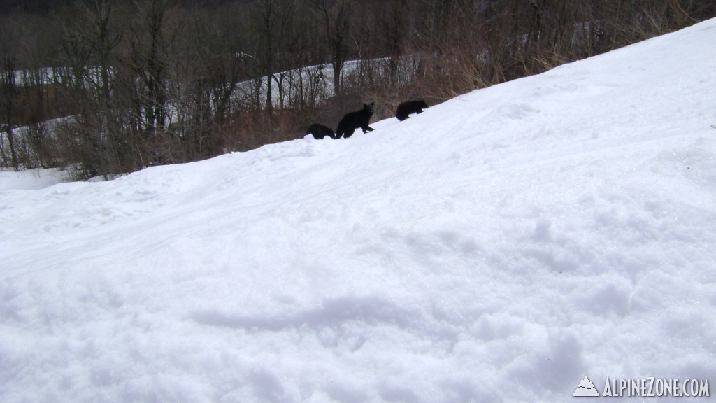 bears on hellgate