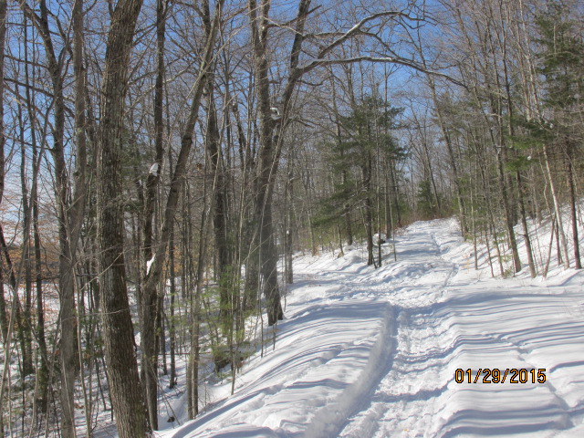 beginning of logging road.JPG