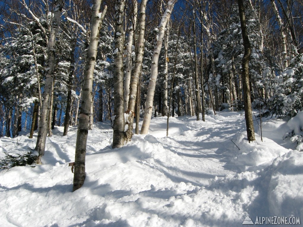 Birches--3/2/08